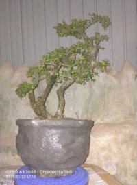 Vườn cộng đồng đã chia sẻ đến mình một cây Sam núi rất đẹp