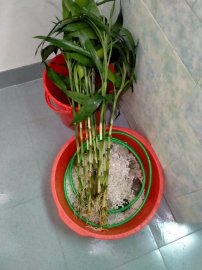Một ngày nghĩ bù đã hoàn thành hồ thủy sinh giản đơn đón tết