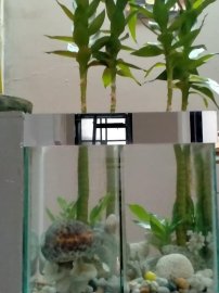 Một ngày nghĩ bù đã hoàn thành hồ thủy sinh giản đơn đón tết