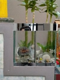 Một ngày nghĩ bù đã hoàn thành hồ thủy sinh giản đơn đón tết