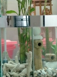 Một ngày nghĩ bù đã hoàn thành hồ thủy sinh giản đơn đón tết