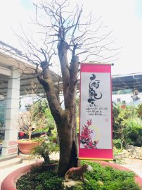 Tranh thủ buổi trưa phơi chữ cho khô mực
