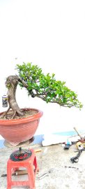 Cây găng trắng sống khỏe