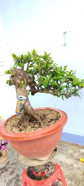 Cây găng trắng sống khỏe
