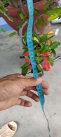 Cây găng trắng sống khỏe