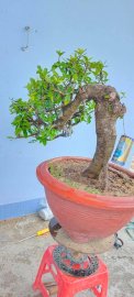Cây găng trắng sống khỏe