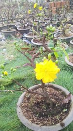 Mai đại lộc may mắn chơi tết