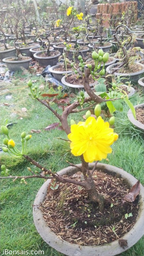 Mai đại lộc may mắn chơi tết
