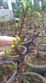 Mai đại lộc may mắn chơi tết