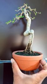 Năm mới phát tài, bung lộc đầu năm cả năm sung túc