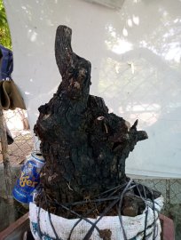 Giao lưu cốt Cẩm thị lùn lực, giá 300k