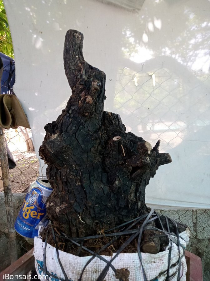 Giao lưu cốt Cẩm thị lùn lực, giá 300k