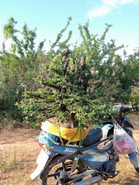 Siêu phẩm cẩm thị