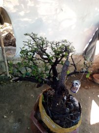 Giao lưu cây cẩm thị tàn bay thiên nhiên