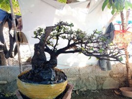 Giao lưu cây cẩm thị tàn bay thiên nhiên