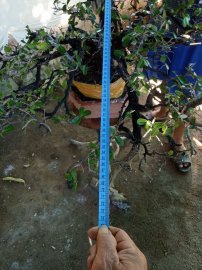 Giao lưu cây cẩm thị tàn bay thiên nhiên