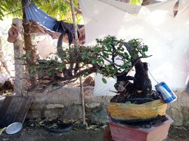Giao lưu cây cẩm thị tàn bay thiên nhiên