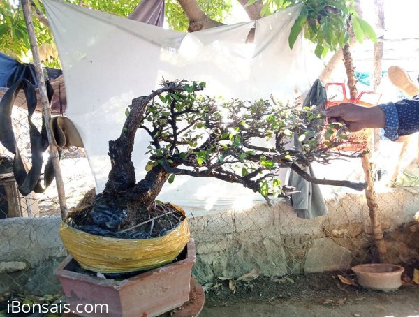 Giao lưu cây cẩm thị tàn bay thiên nhiên