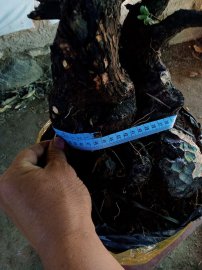 Giao lưu cây cẩm thị tàn bay thiên nhiên