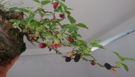 Dâu trái đã chín, ae muốn biết chua hay ngọt báo em nhé...