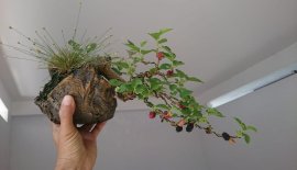 Dâu trái đã chín, ae muốn biết chua hay ngọt báo em nhé...