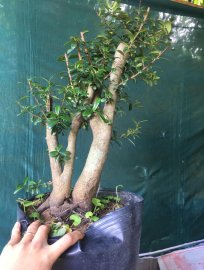Hải châu lá nhỏ giao lưu ae 400k ạ 