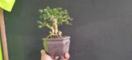 Gl ae sam hương 350k bao sip