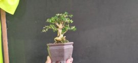 Gl ae sam hương 350k bao sip