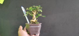 Gl ae sam hương 350k bao sip