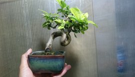 Em là Bạch Thiên Hương...
