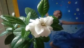 Em là Bạch Thiên Hương...