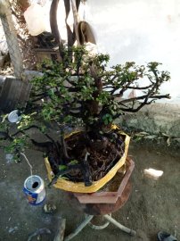 Giao lưu cây cẩm thị tàn rin thiên nhiên cây rất già khú