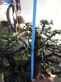 Giao lưu cây cẩm thị tàn rin thiên nhiên cây rất già khú