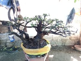 Giao lưu cây cẩm thị tàn rin thiên nhiên cây rất già khú