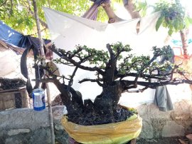Giao lưu cây cẩm thị tàn rin thiên nhiên cây rất già khú