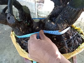 Giao lưu cây cẩm thị tàn rin thiên nhiên cây rất già khú