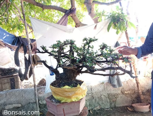 Giao lưu cây cẩm thị tàn rin thiên nhiên cây rất già khú