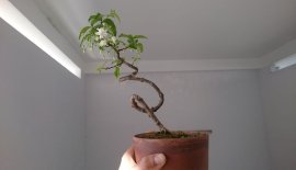 Em Mai bông kép zin mini, cao 25 cm, đang rộ bông.