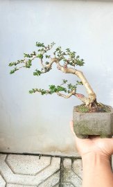 Sam Hương giá iu thương