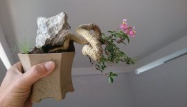 Hồng Ngọc Mai quái đang bông...