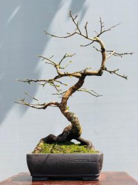 Mai dảo để bàn trà..