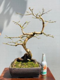 Mai dảo để bàn trà..