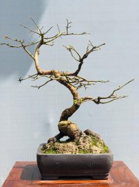 Mai dảo để bàn trà..