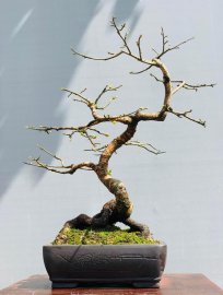Mai dảo để bàn trà..