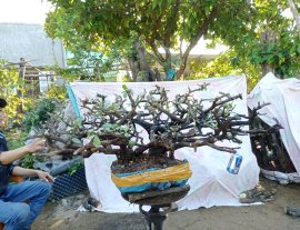 Giao lưu cây cẩm thị tàn rin chi xương rất già