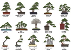 Các thế Bonsai