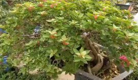 Hoa giấy