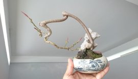 Cây Sộp Búp Đỏ co quái, đang lộc non...