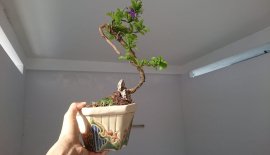Em là Lài Nhật...