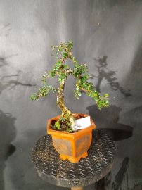 Sam núi mini